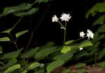 Mountain meadow-rue